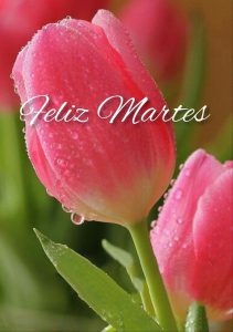 Buenos días para hoy martes para celular