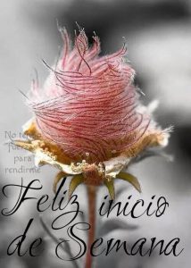 Feliz Inicio De La Semana Para Whatsapp Celular