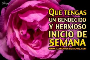 Feliz inicio de semana con rosas para descargar