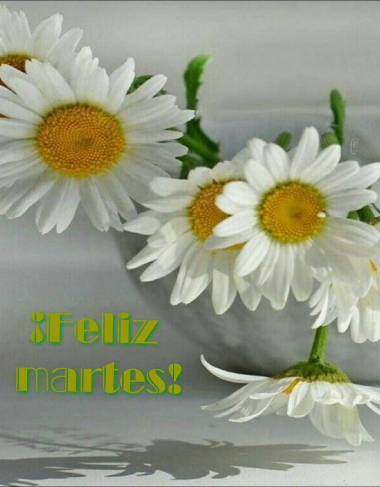 Feliz Martes 13 Para Whatsapp Gratis para celular