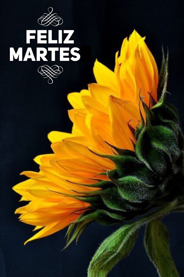 Feliz Martes Amor