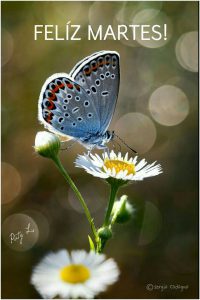 Feliz Martes Con Dios Para Whatsapp Gratis