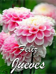 Feliz martes cristiano para WhatsApp gratis para celular