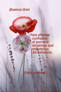 Feliz Martes Dios Te Bendiga Para Whatsapp Gratis