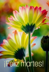 Feliz Martes Familia Para Whatsapp Gratis para celular