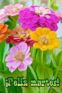 Feliz Martes Mi Vida Para Descargar Gratis