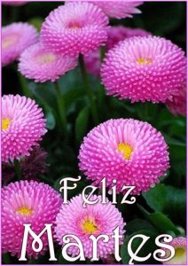 Feliz Martes Preciosa Para Whatsapp Gratis para celular