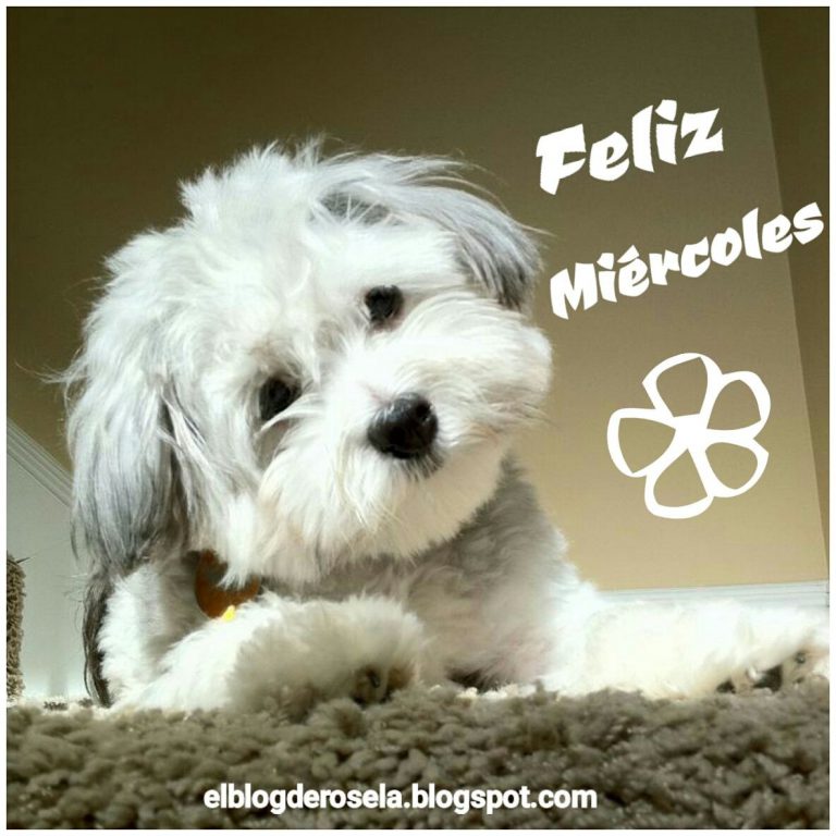 Feliz Miercoles Amiga Para Facebook Gratis