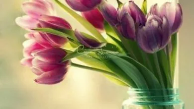 Photo of Feliz Miercoles Cristiano para celular