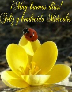 Feliz Miercoles Mi Vida Para Facebook Gratis para celular