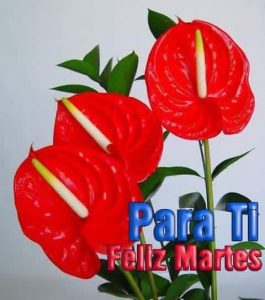 Feliz Y Bendecida Noche De Martes