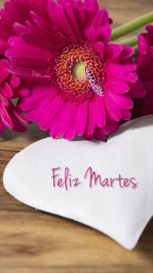 Feliz y bendecido día martes para descargar gratis para celular