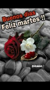Feliz Y Bendecido Dia Martes Para Whatsapp Gratis para celular