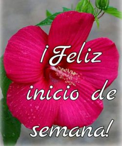 Frases Buen Inicio De Semana Para Whatsapp Celular