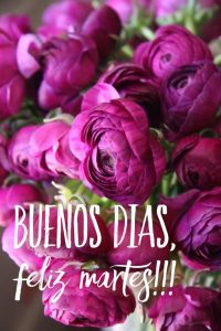 Frases de buen martes para descargar gratis para celular