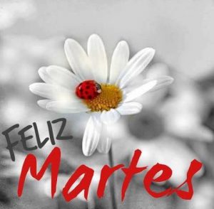 Frases De Lindo Martes Para Descargar Gratis