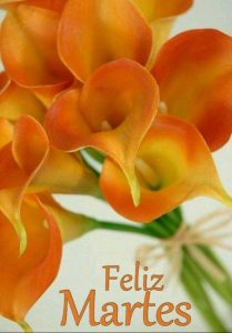 Frases Feliz Martes Para Whatsapp Gratis para celular