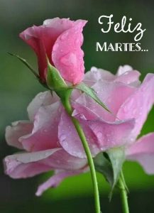 Frases Para El Dia Martes Para Descargar Gratis para celular