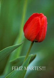 Frases Para Un Buen Martes Para Descargar Gratis para celular