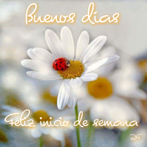 Imagenes De Buenos Dias Inicio De Semana Con Movimiento Para Whatsapp Celular