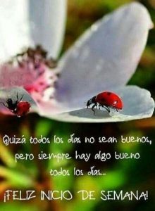 Imagenes Graciosas De Buen Inicio De Semana Para Whatsapp Celular