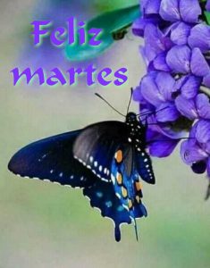 Lindo Martes Con Flores para celular