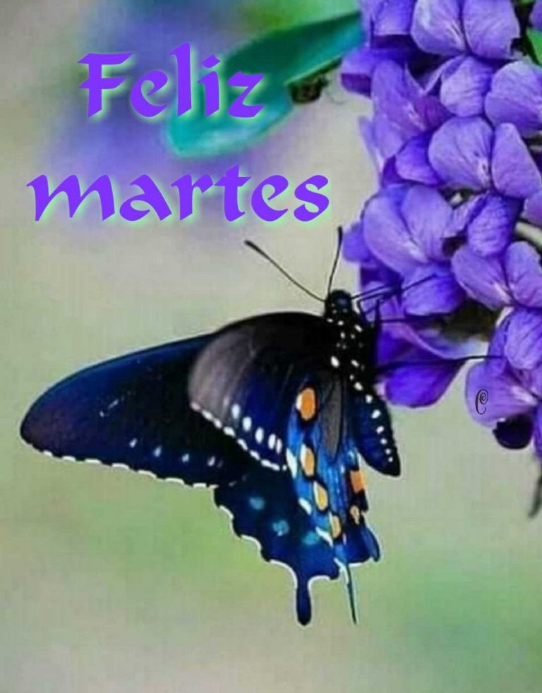 Lindo Martes Con Flores para celular