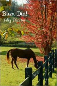 Lindo Martes Con Rosas