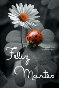 Un Feliz Martes Para Descargar Gratis para celular