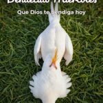 Bendecido Miercoles Para Whatsapp Gratis