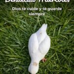 Buenos Dias Feliz Miercoles Bendiciones