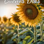 Buenos Días