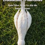 Feliz Miercoles Bendiciones Para Whatsapp Gratis