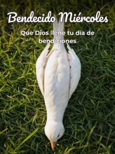 Feliz miércoles bendiciones para WhatsApp gratis
