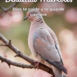 Feliz Miercoles Lleno De Bendiciones Para Whatsapp Gratis Para Celular