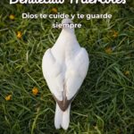 Feliz Y Bendecido Miercoles Para Descargar Gratis Para Celular