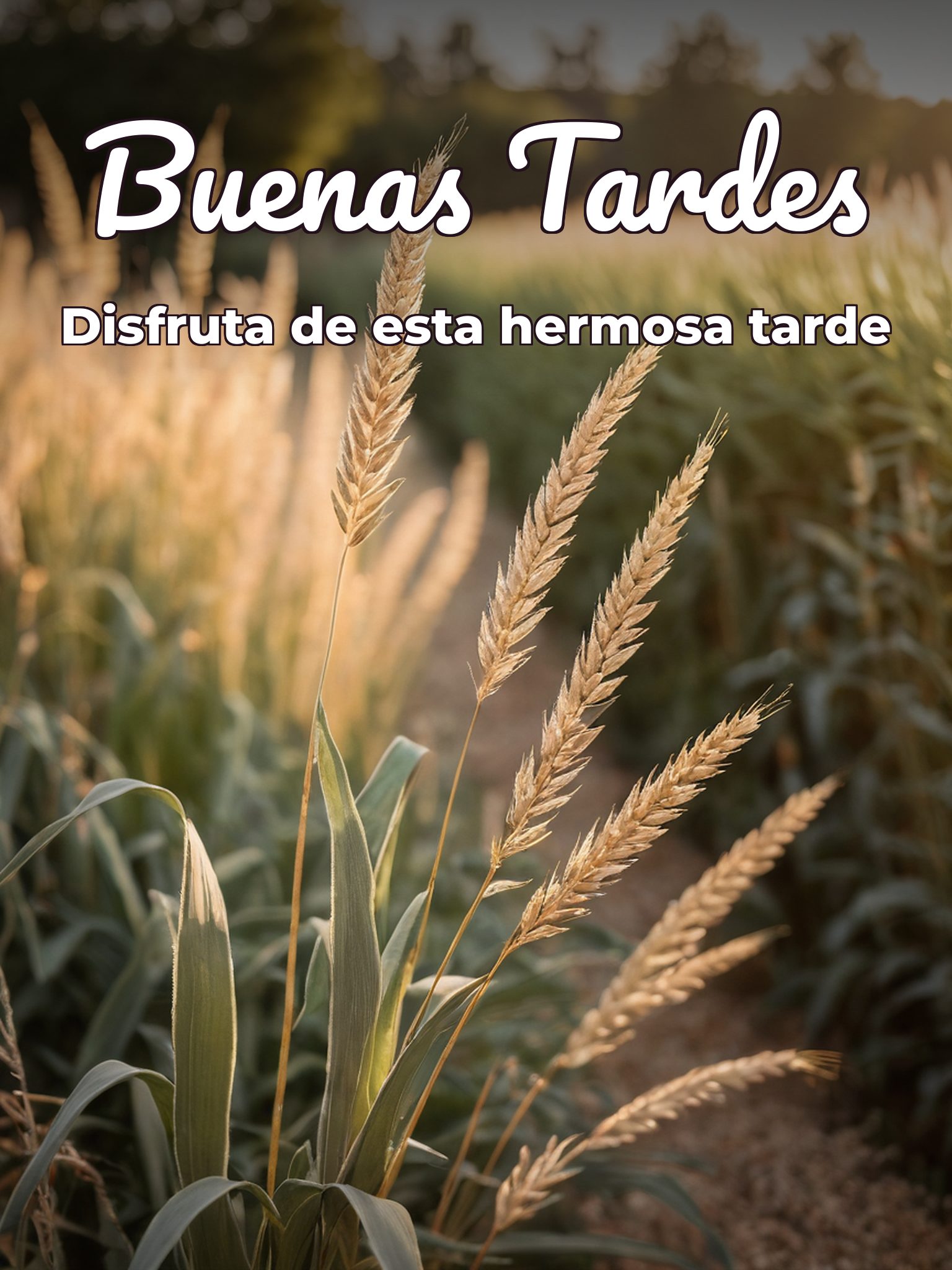 Banda buenas tardes para WhatsApp celular