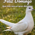 feliz domingo que hoy sea un gran domingo