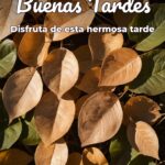 buenas tardes disfruta de esta hermosa tarde