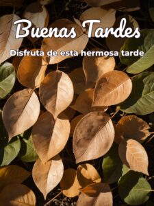 Buenas tardes frases cortas para WhatsApp celular