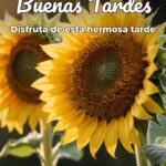 buenas tardes disfruta de esta hermosa tarde