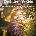 buenas tardes disfruta de esta hermosa tarde