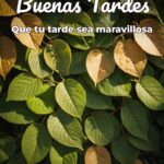 buenas tardes que tu tarde sea maravillosa