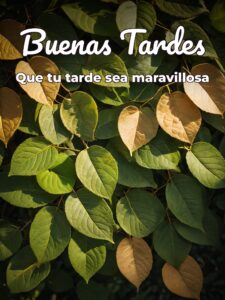 Buenas tardes para WhatsApp celular