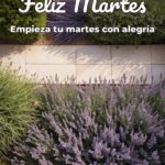 feliz martes empieza tu martes con alegría