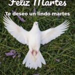 feliz martes te deseo un lindo martes