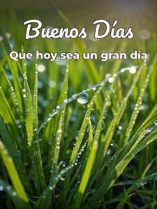 D buenos días