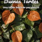 buenas tardes una tarde llena de paz para ti