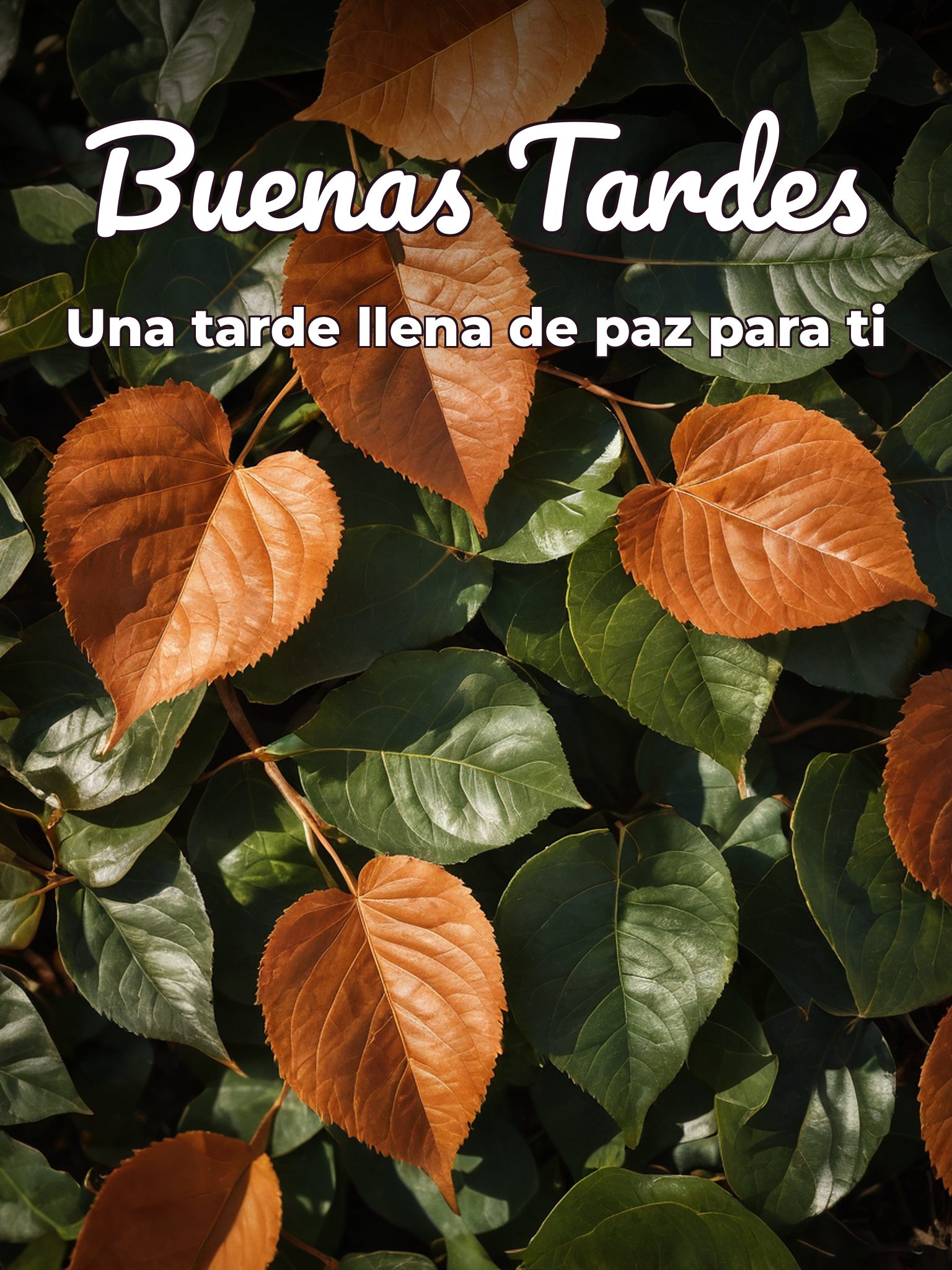 Deseos de buenas tardes para Facebook y WhatsApp