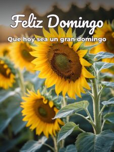 Felicitaciones para el domingo para celular